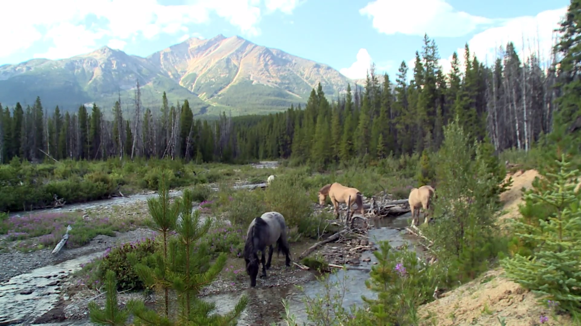 Ghosts on the Jackpine River episode thumbnail