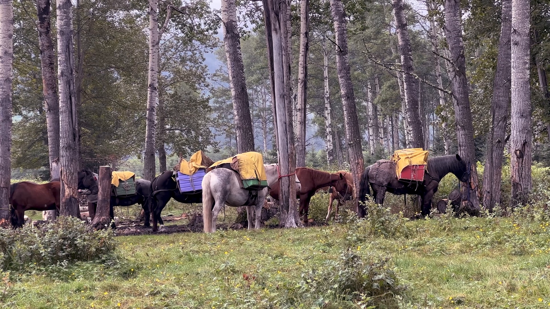 Copenhagen Hill to Jackpine episode thumbnail