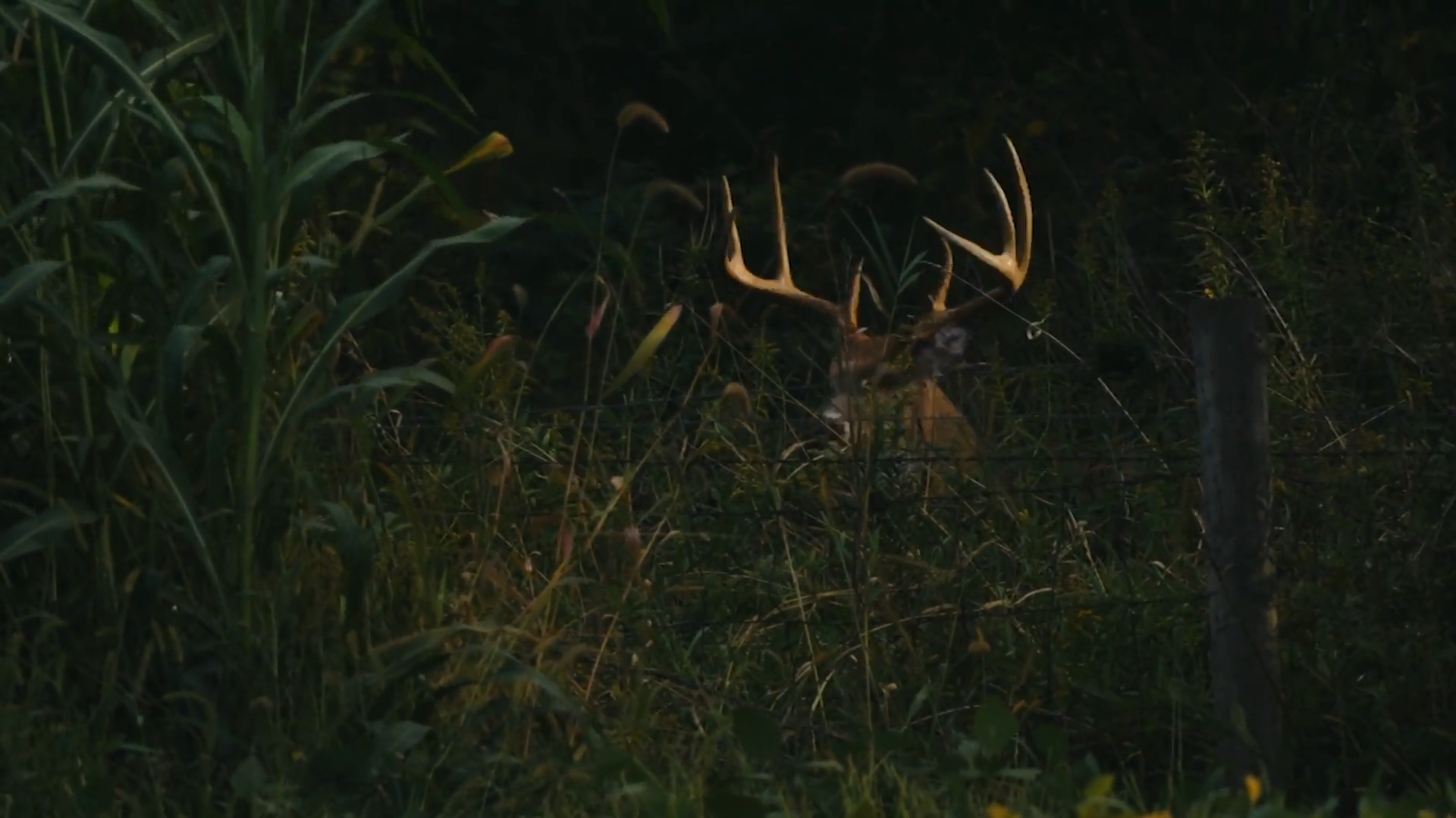 Point Blank Encounter episode thumbnail