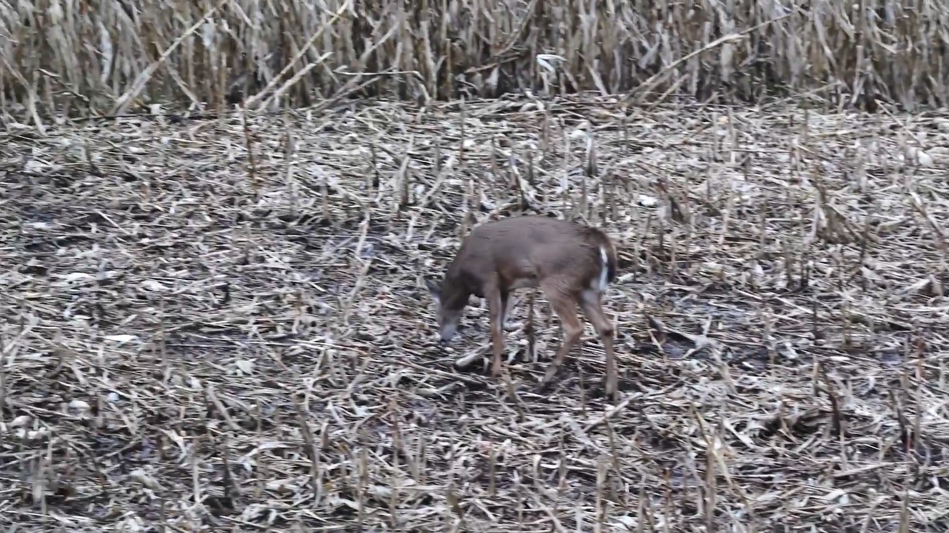 Permission Farm Surprise Buck episode thumbnail