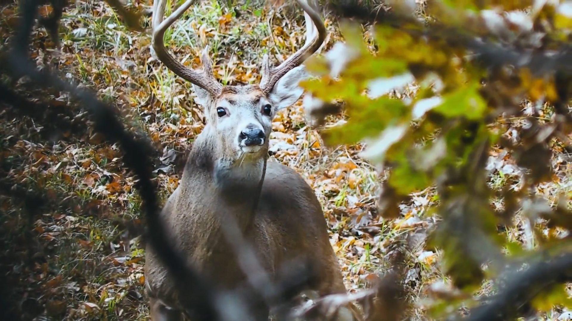 170” Illinois 8 Point episode thumbnail