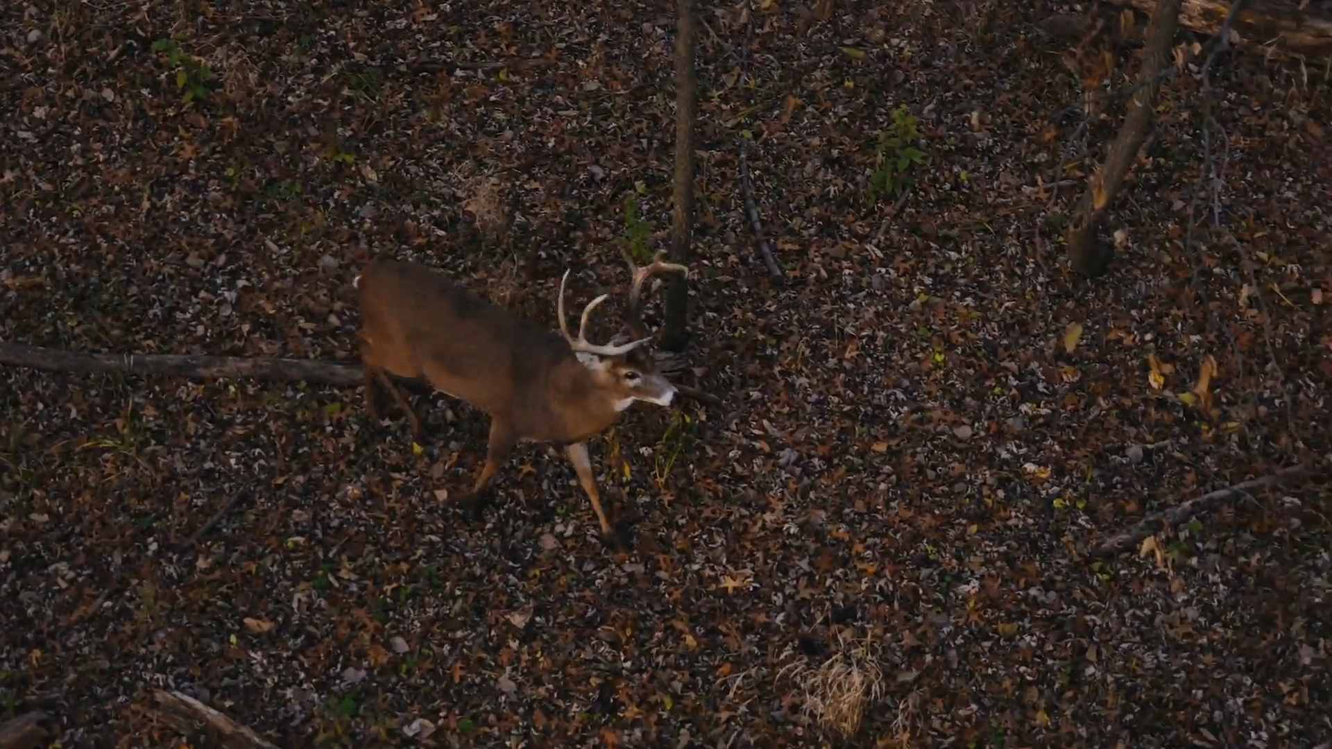 Monster Iowa 10 Point episode thumbnail