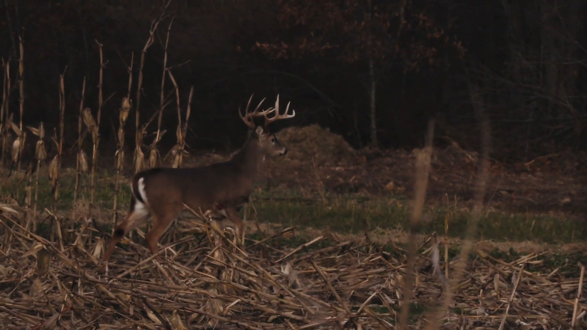 194 Illinois Giant episode thumbnail