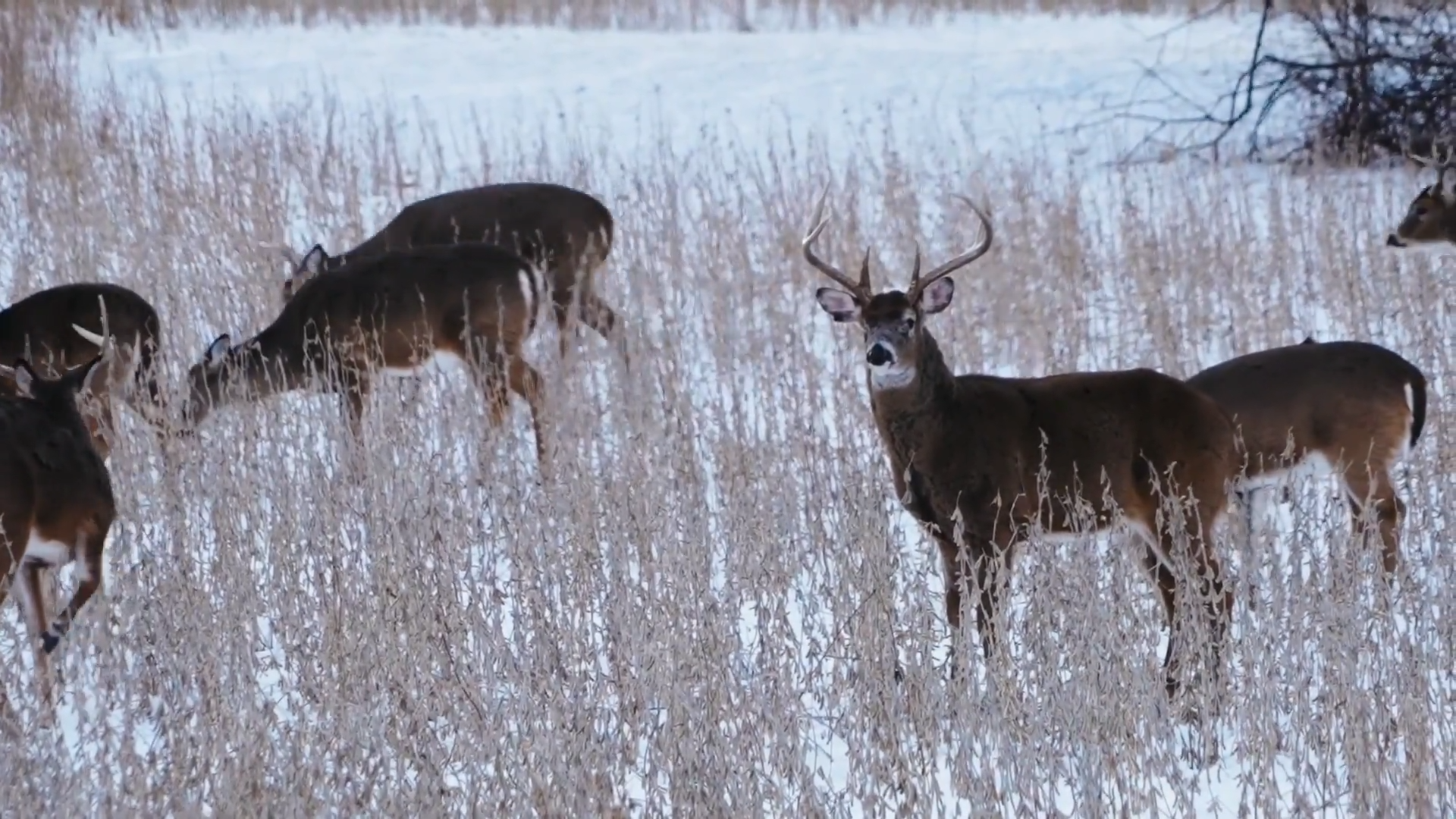 Giant 8 Point episode thumbnail