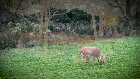 Antler Hunting episode thumbnail