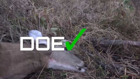 Weather the Elements episode thumbnail