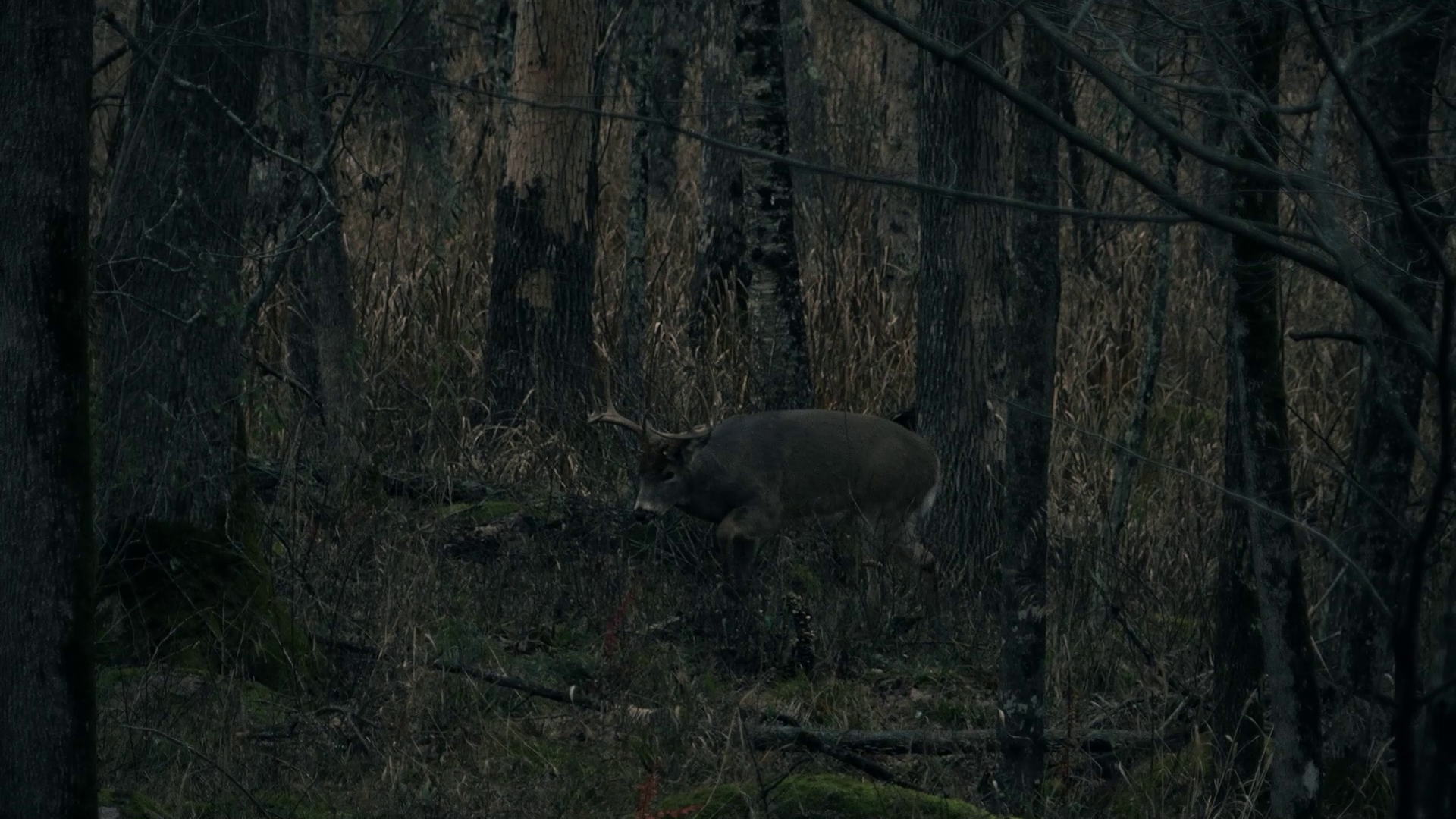 Stages of Antler Development episode thumbnail