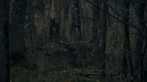 Stages of Antler Development episode thumbnail