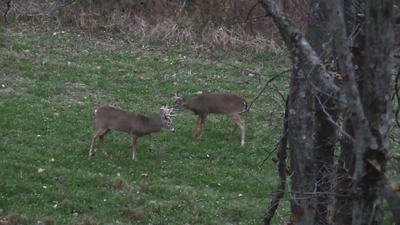 Stack the Racks episode thumbnail