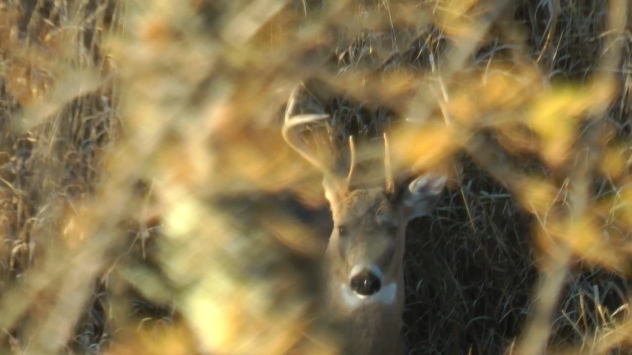 Big Buck Secrets episode thumbnail