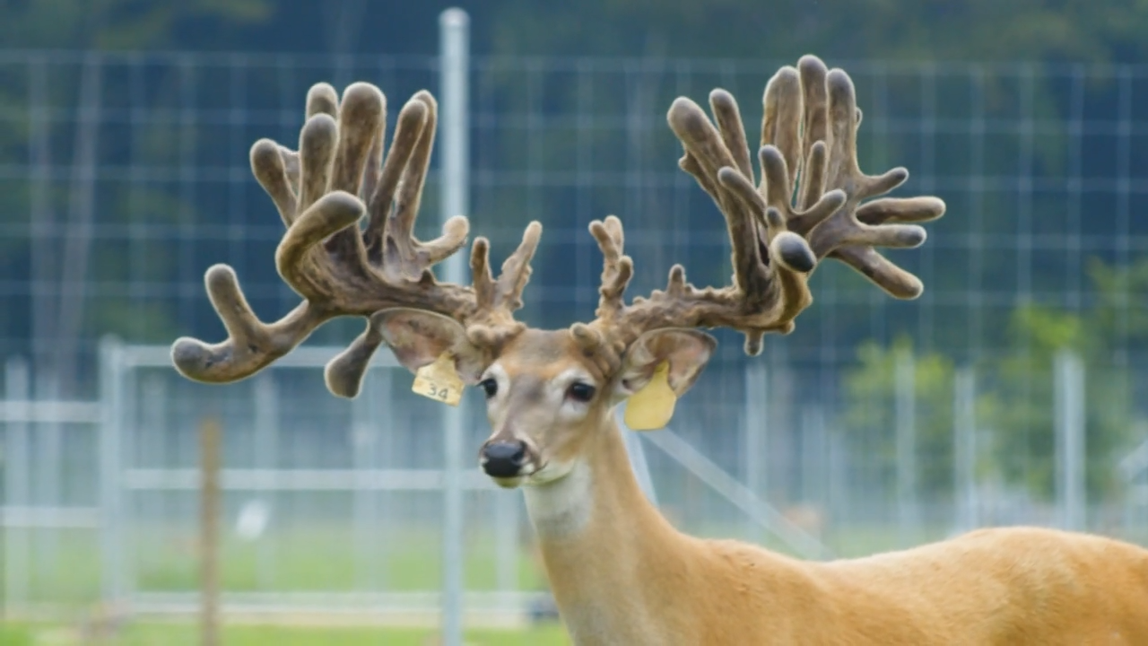 Creating CWD Resistant Deer in Alabama episode thumbnail