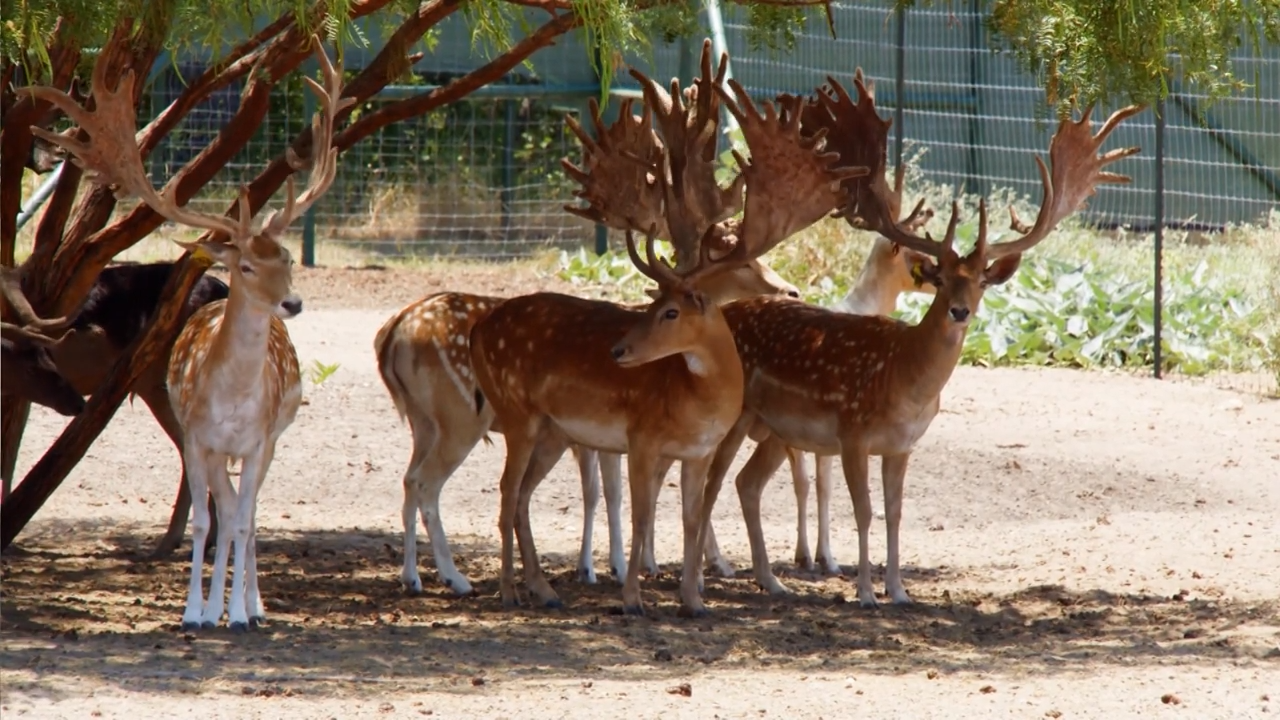 Fallow Deer Farmer Shoot Out episode thumbnail