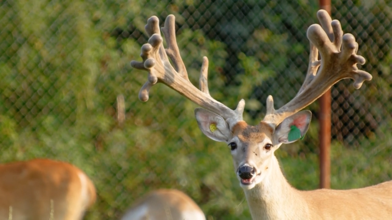 Breeding the Perfect Deer and Piebald in Michigan episode thumbnail