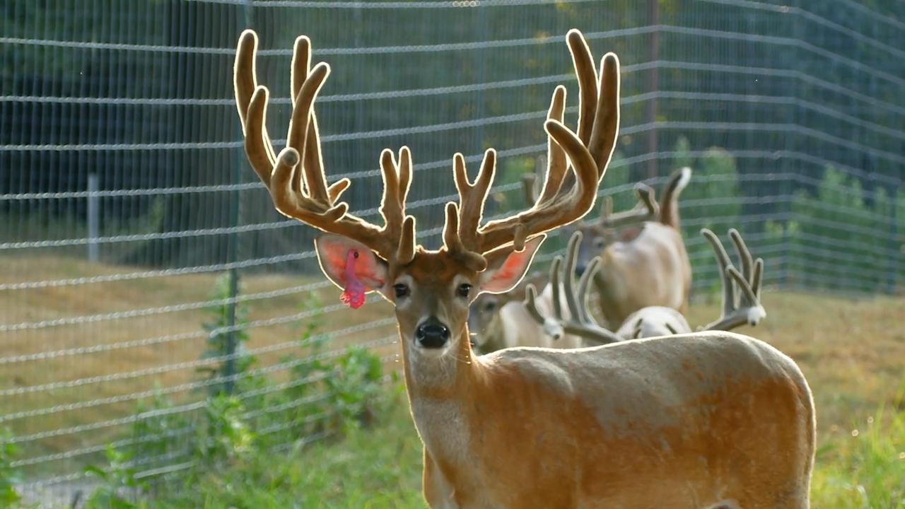 World Class Genetics, Genetic Markers and GEBV Scores episode thumbnail