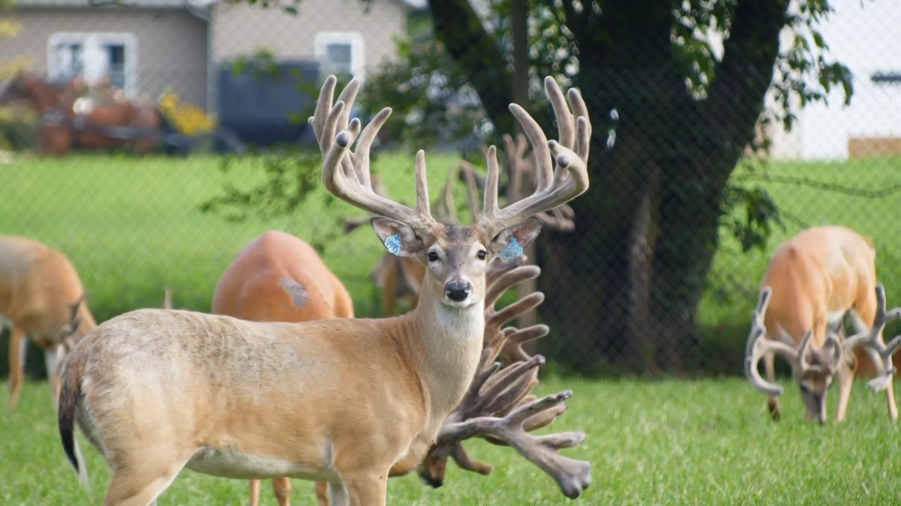 Lets Have a Party: IDEFA Picnic episode thumbnail