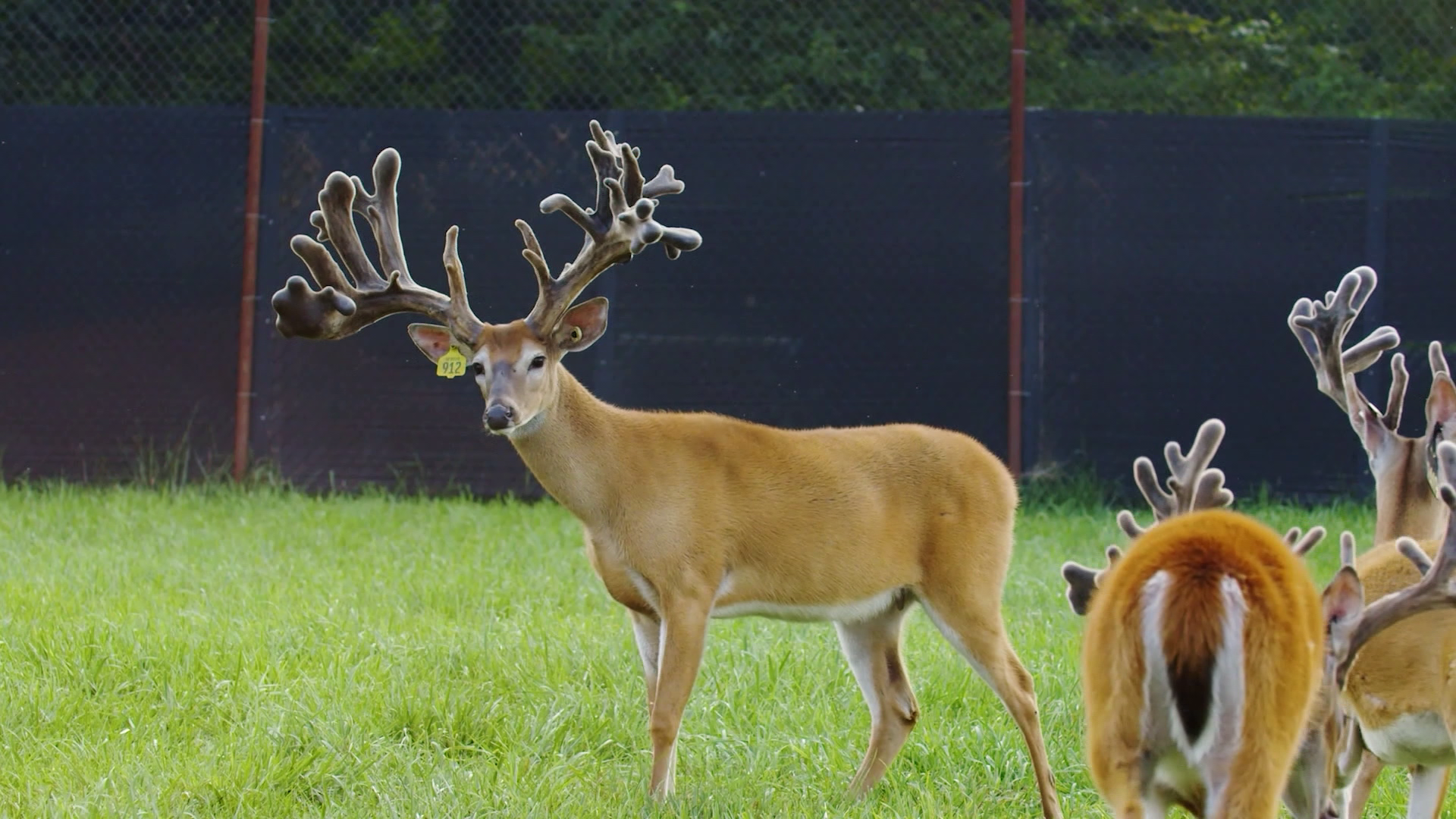 Prime Acres Whitetails and Exotics: Years in the Making episode thumbnail