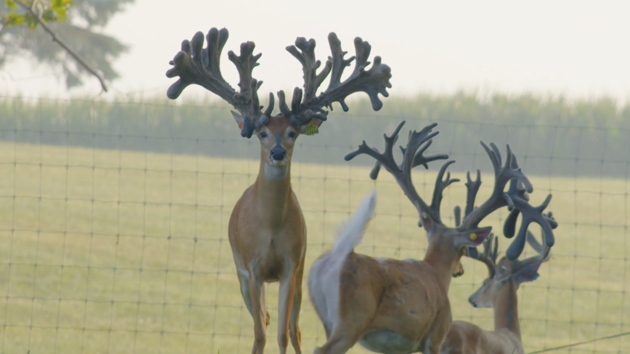 Indiana Deer Farmer Showcase episode thumbnail