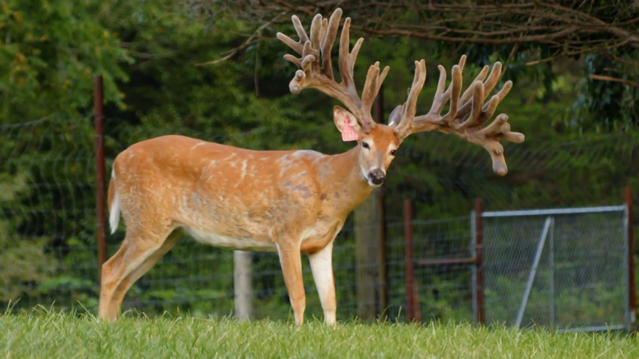 Woodard Whitetails: Conquering CWD with Elite Genetics episode thumbnail