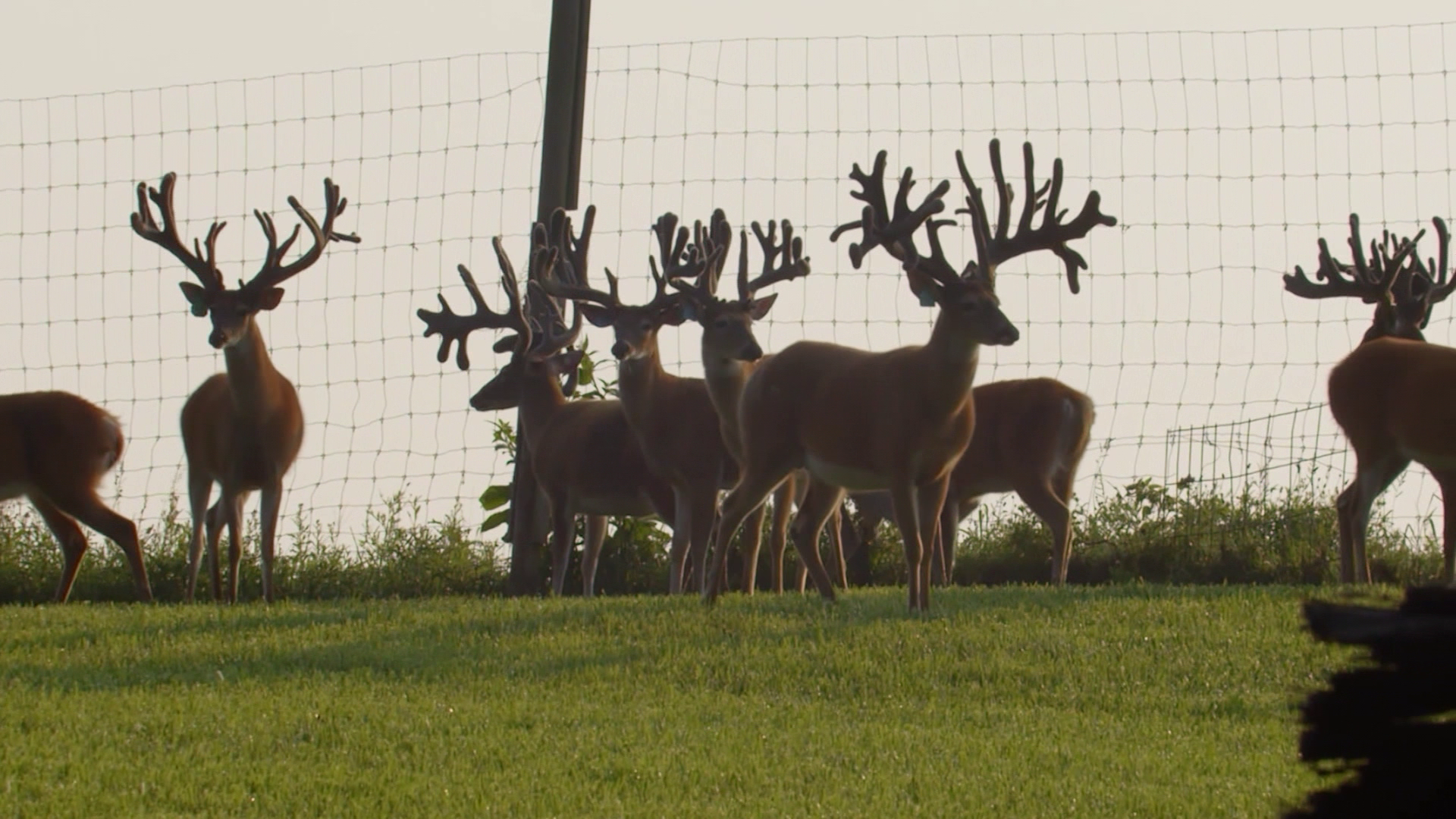 Preparing for CWD Early: How Daniel Thomas Whitetails Stayed Ahead episode thumbnail