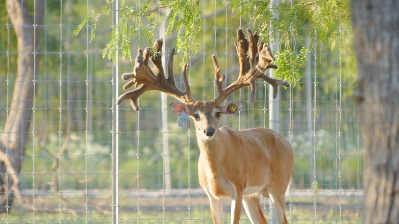 MVP Whitetails: Legendary Pedigrees, Unmatched Performance episode thumbnail
