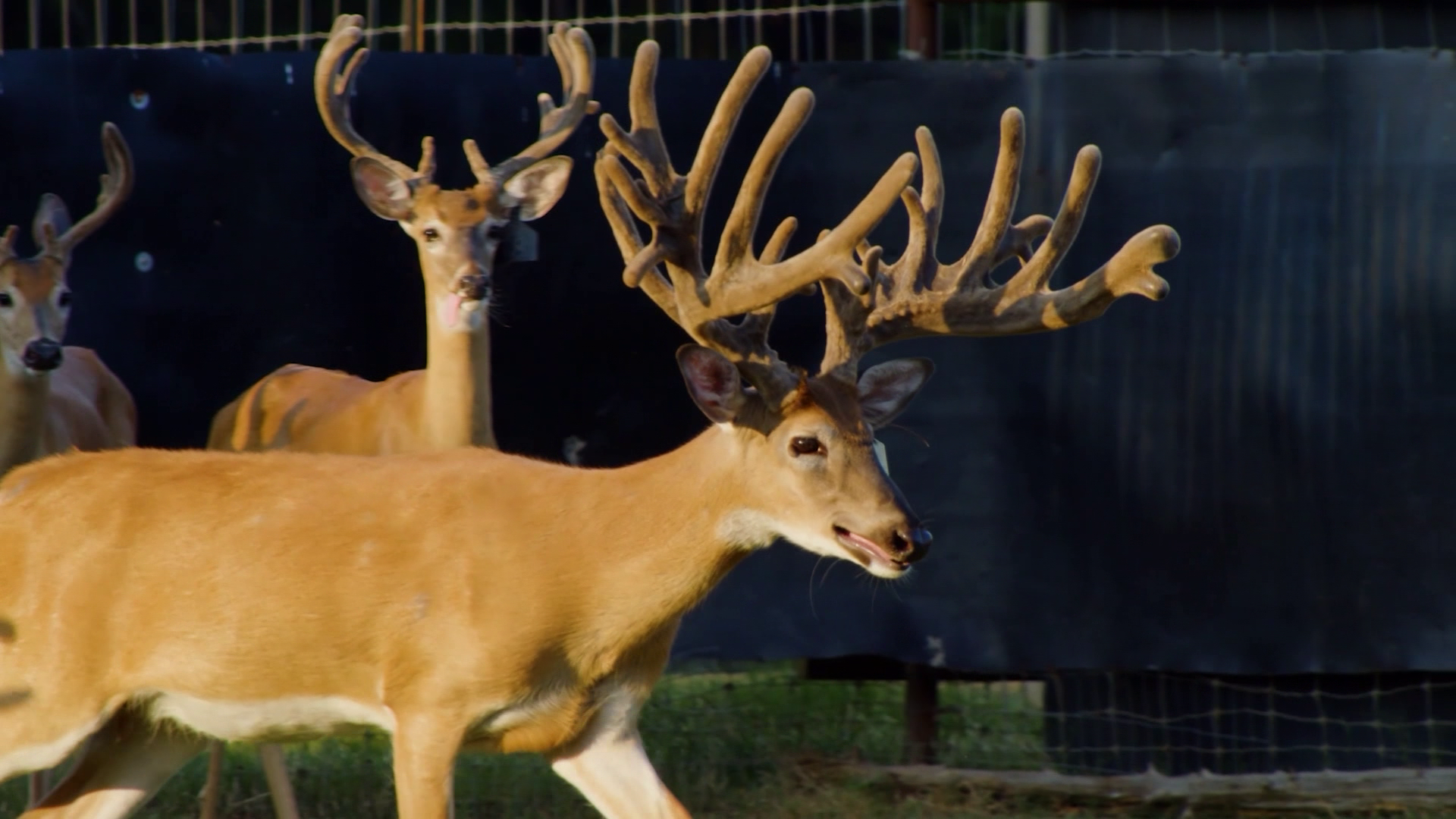 Limitless Genetics: Where Whitetail Legends Are Made episode thumbnail
