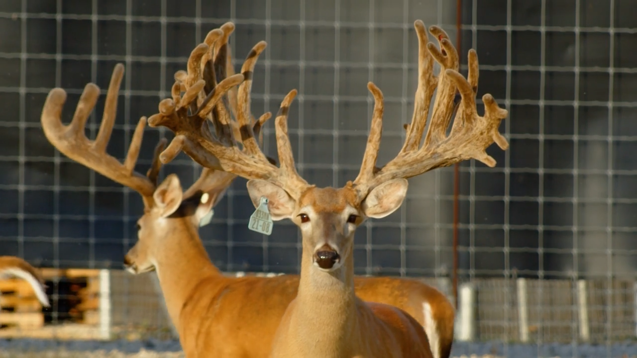 The Most Valuable Bucks with the Most Valuable Pedigrees episode thumbnail