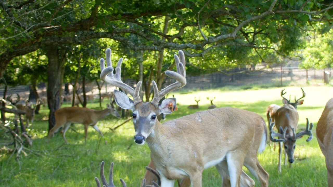 Five O’s Ranch: Stopping CWD by Selective Breeding in Alabama episode thumbnail