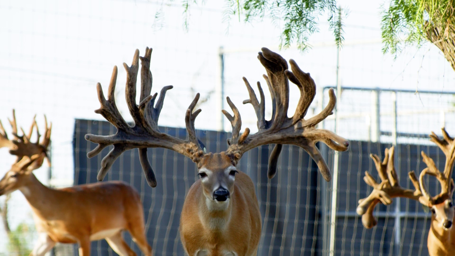 The Next Big Names in the Deer Industry episode thumbnail