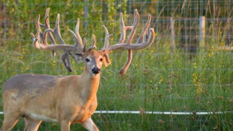 Tajada Whitetails: Building Deer with CWD Resistance episode thumbnail