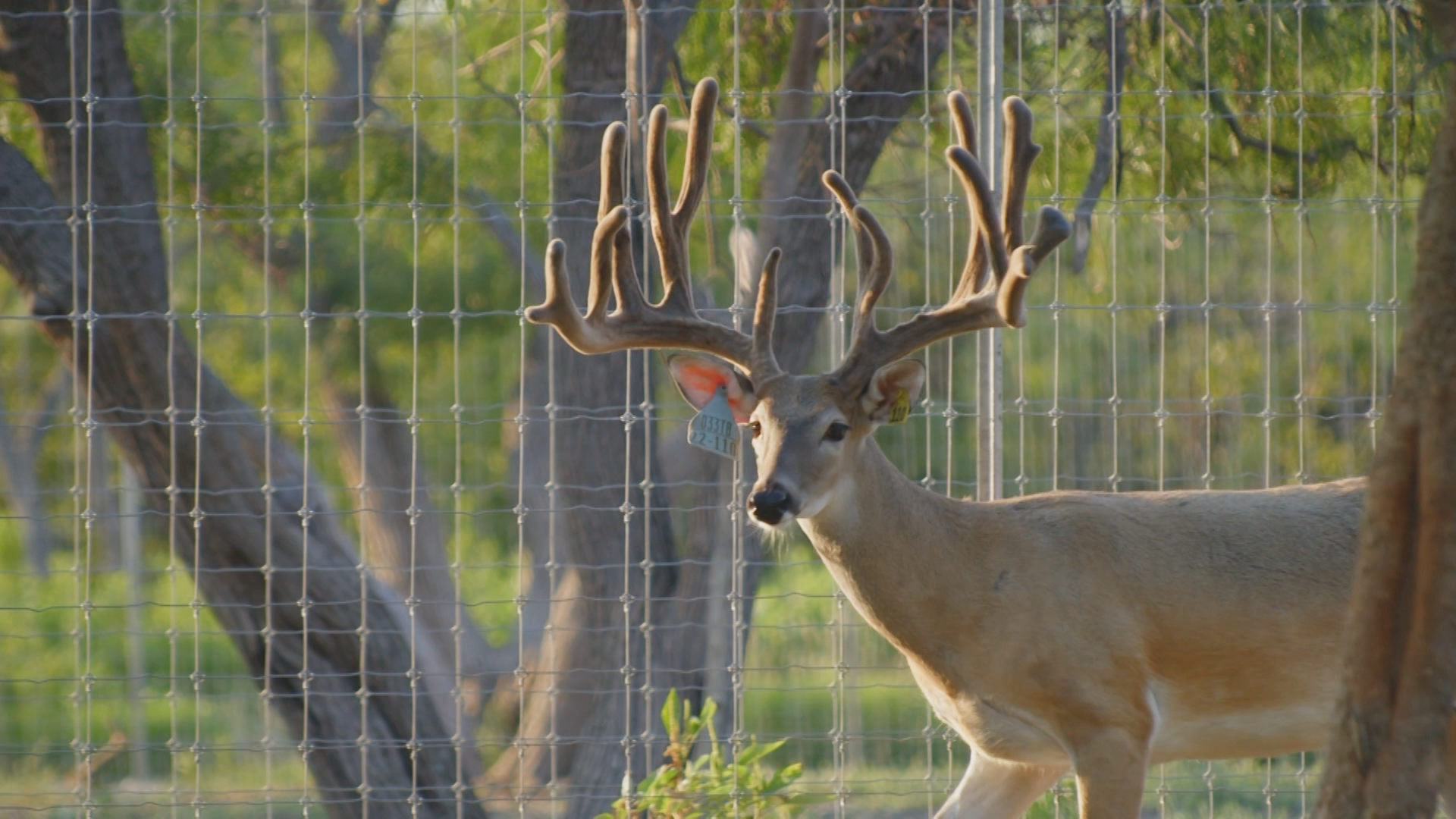 Building a CWD Resistant Herd at Black Label Whitetails episode thumbnail