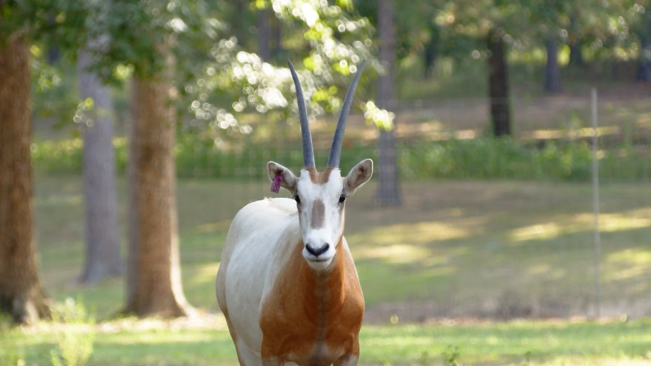 Born to Be Legendary: The Prime Acres Story episode thumbnail