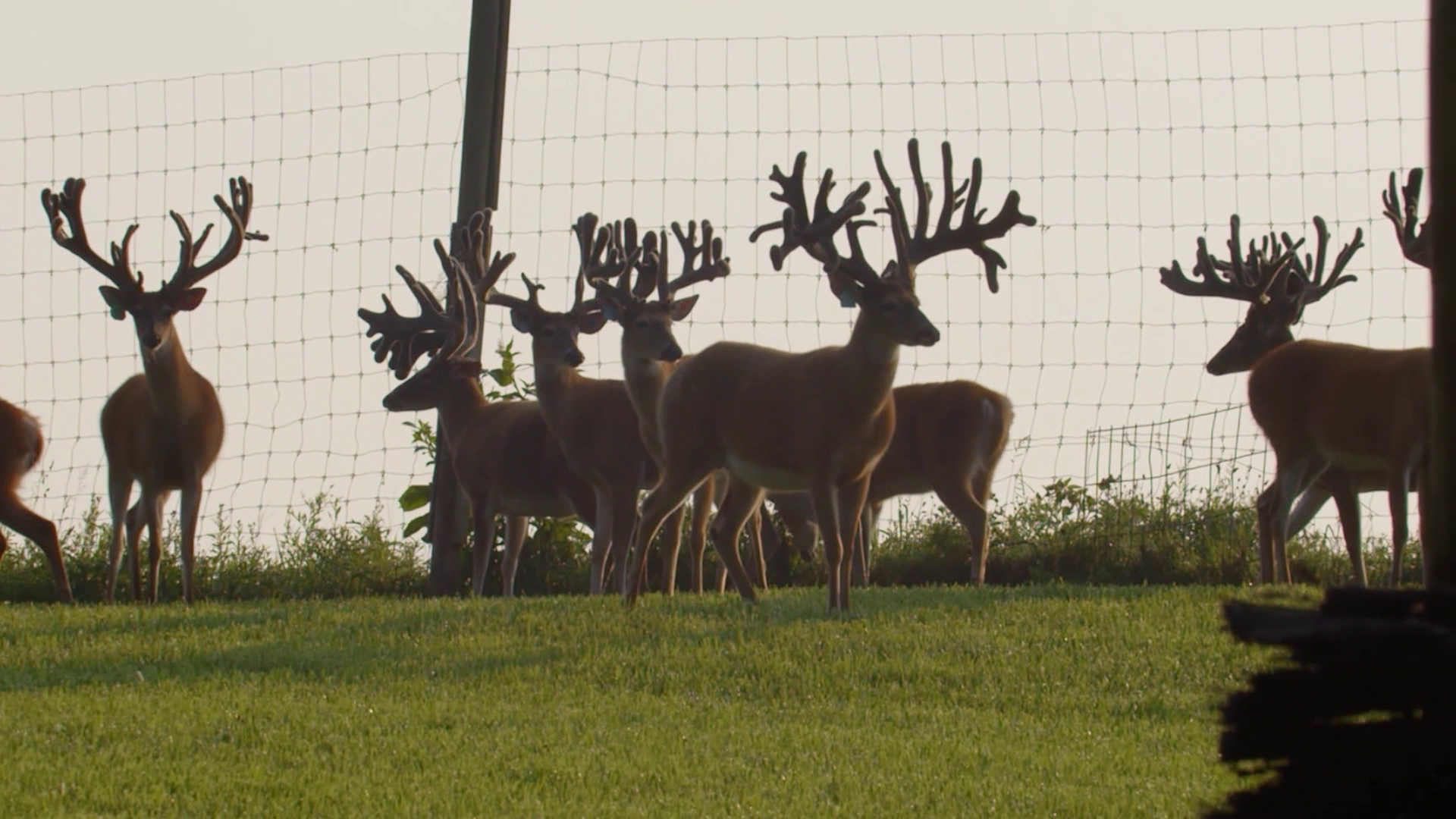 Building Resistance: Inside CC Bar Whitetails’ Fight Against CWD episode thumbnail