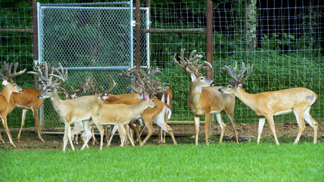 The Biggest Bucks in Kentucky episode thumbnail