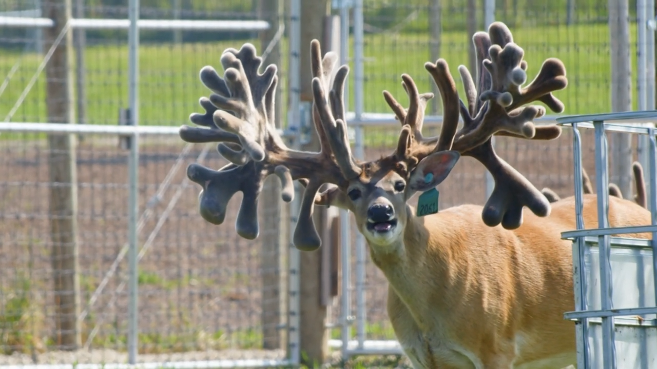 Breeding for the Future: Rush Canyon Ranch's Fight Against CWD episode thumbnail