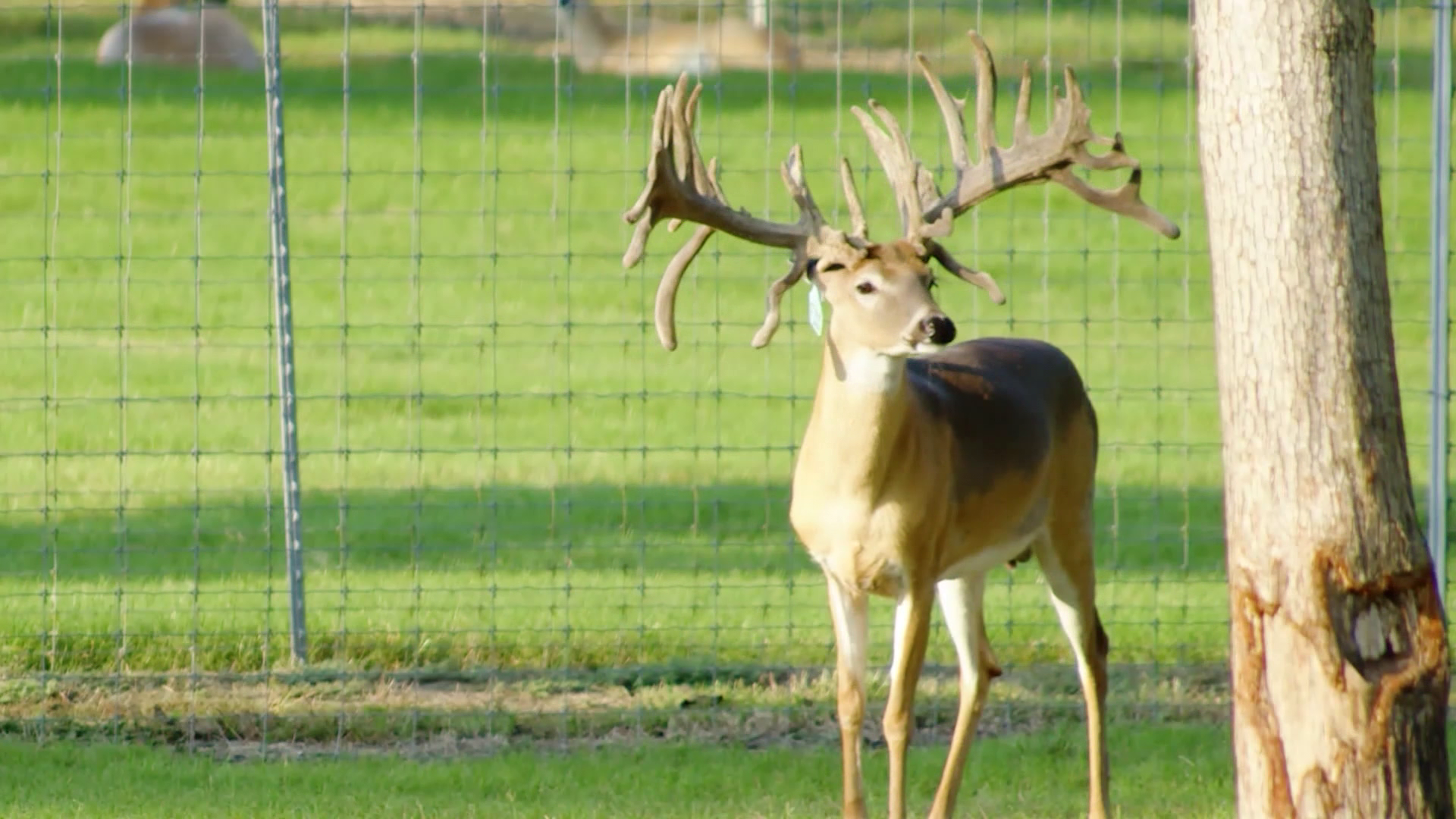 Building Better Genetics: Inside The Swamp Whitetails episode thumbnail