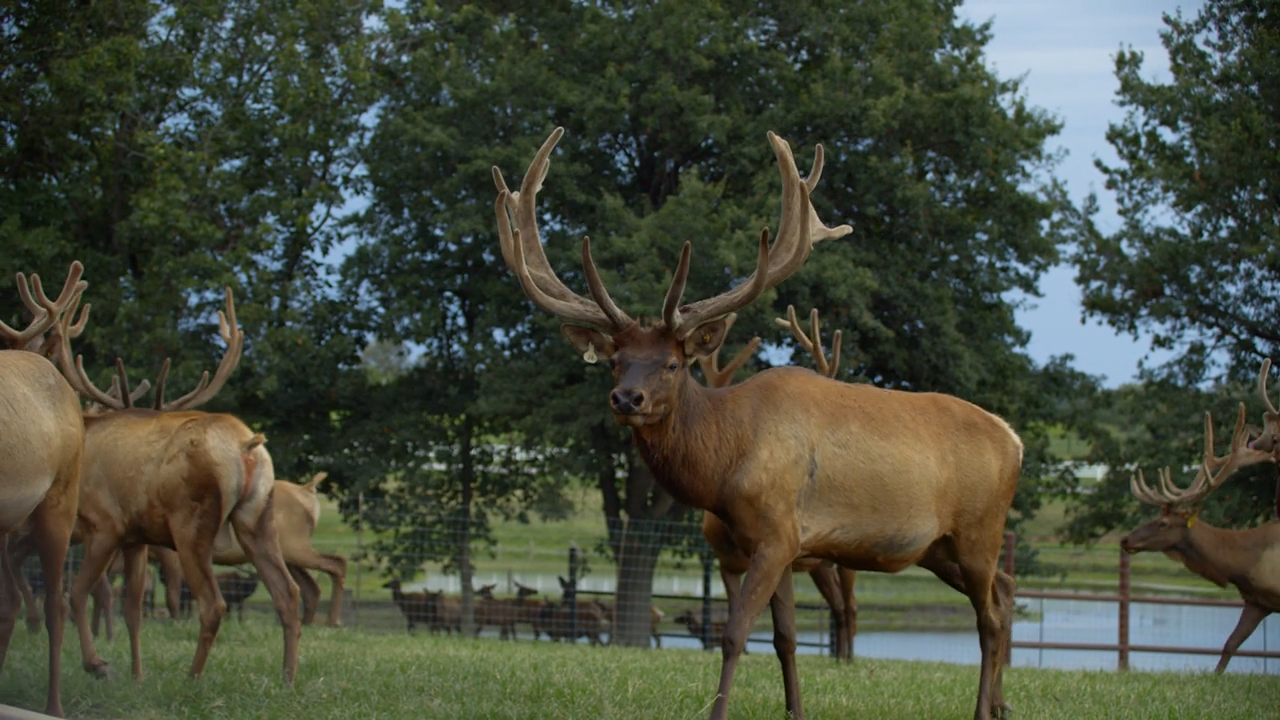Missouri Deer Breeder Showcase episode thumbnail