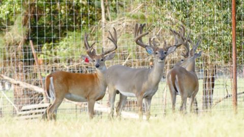 Leading the Charge: CC Bar Whitetails' CWD Resistance Focus episode thumbnail