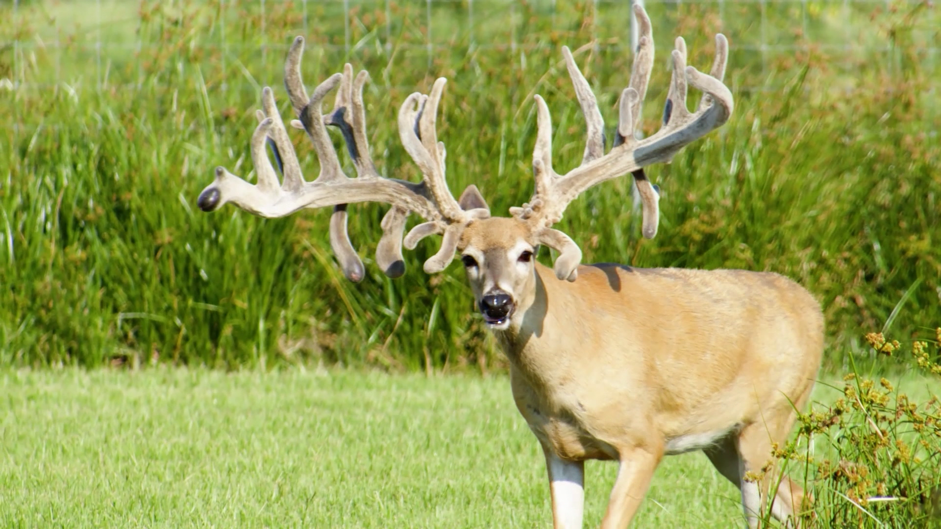 Inside Tajada Whitetails: A Texas Genetics Powerhouse episode thumbnail