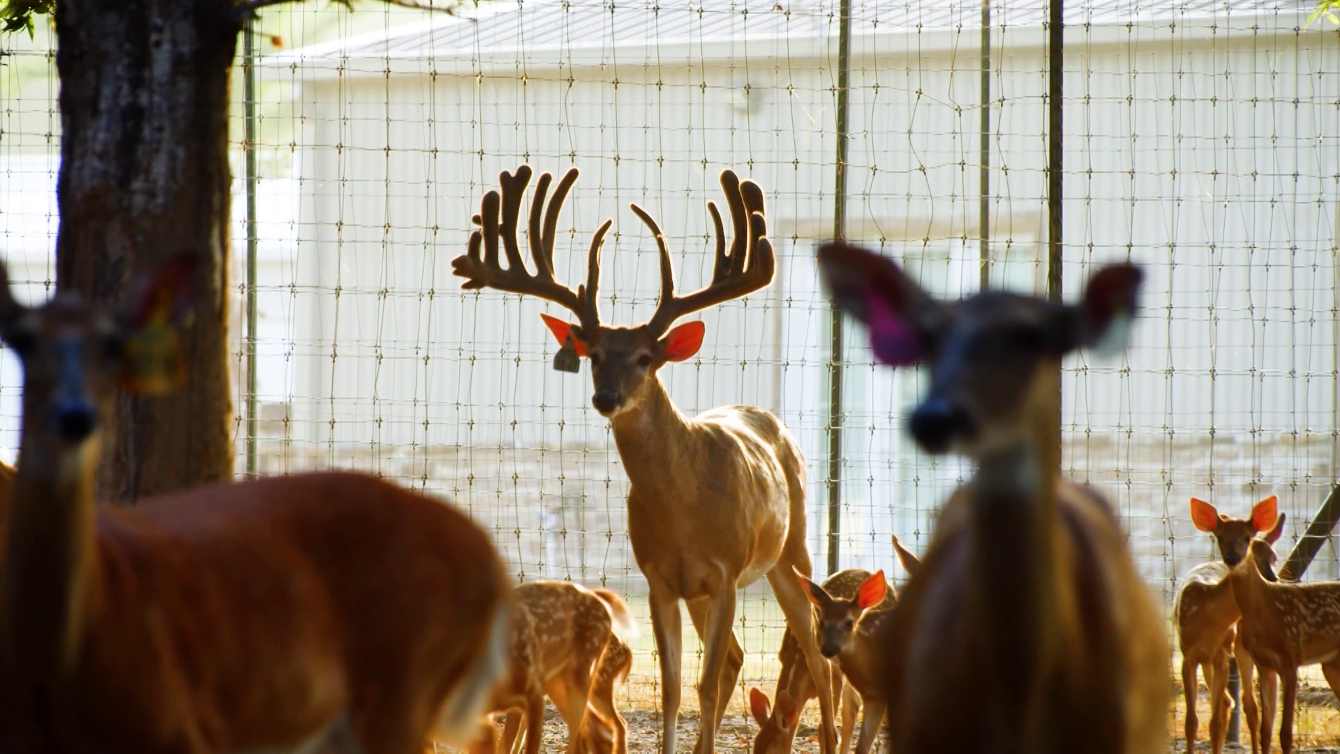 Genetically CWD Protected Deer at CC Bar Whitetails episode thumbnail