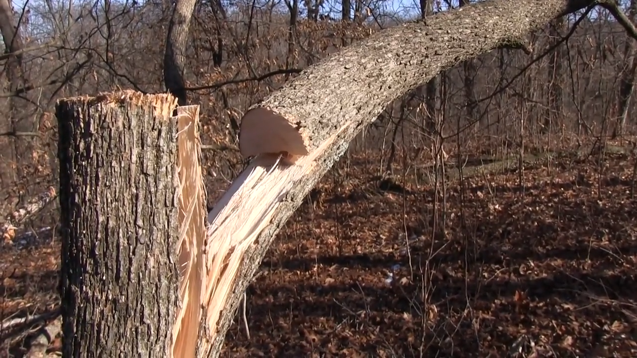 Timberstand Management episode thumbnail