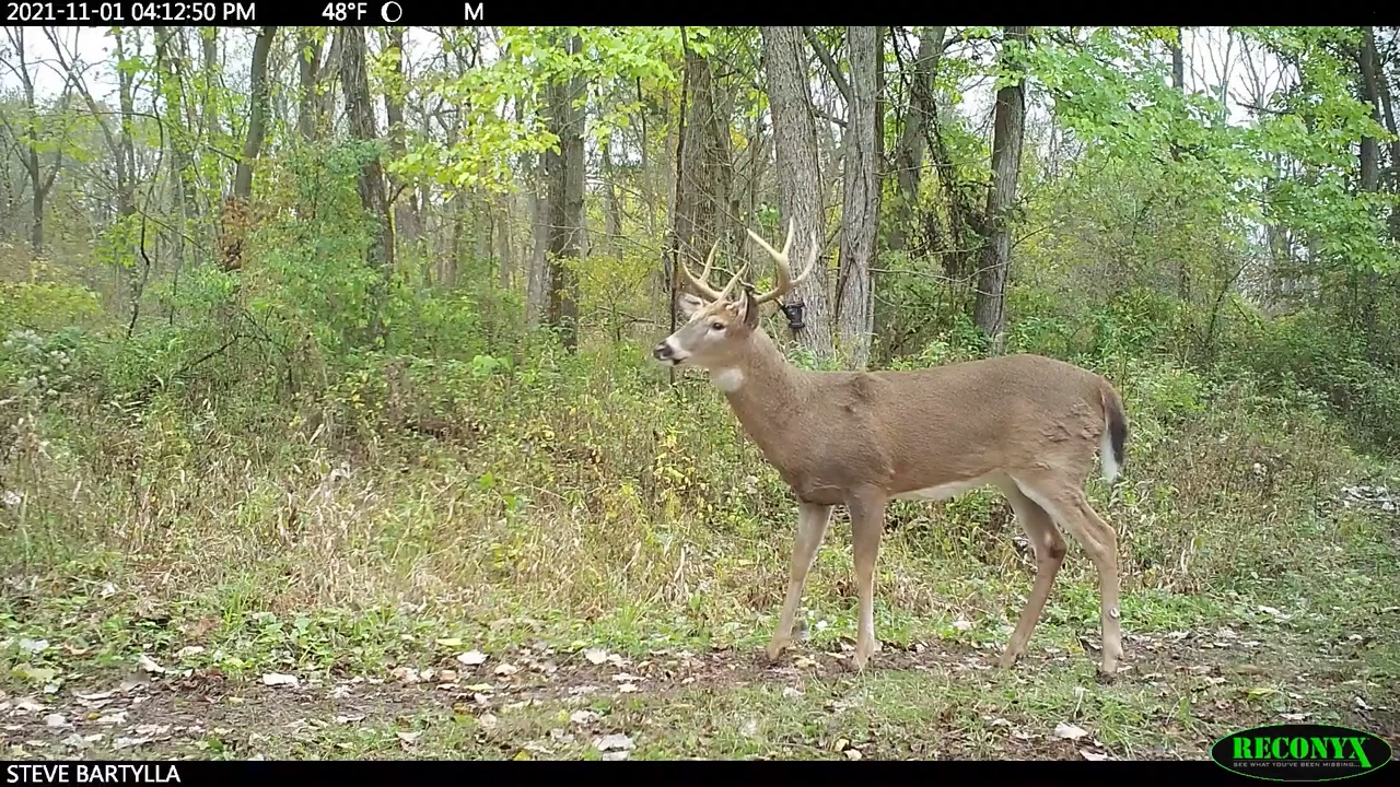 Creating Deer Flow episode thumbnail