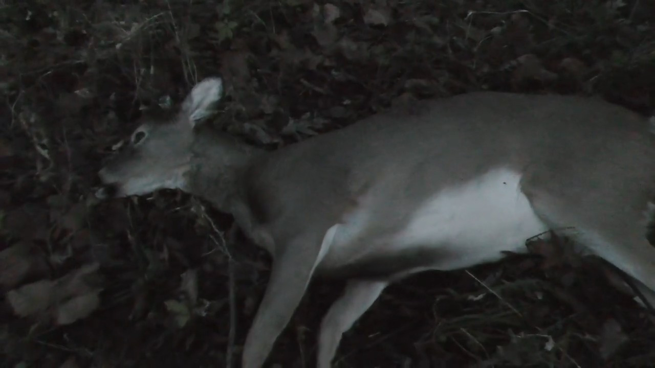 Breaking the Doe Factory Myth episode thumbnail