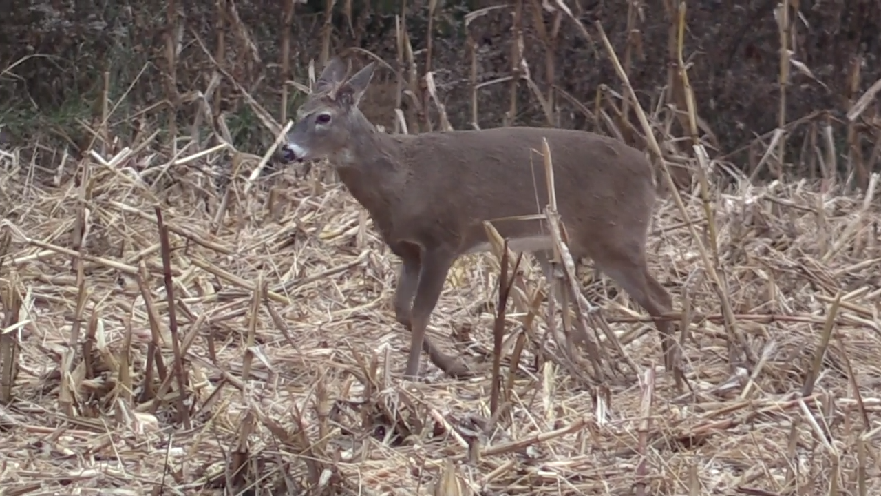 Keeping Deer Another Year episode thumbnail
