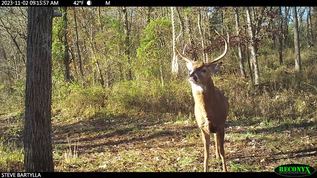 Mock Scrape Strategies episode thumbnail