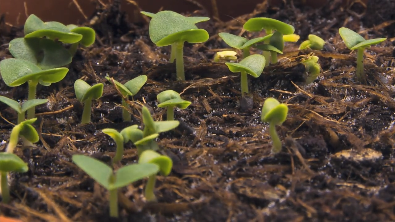 Creating the Perfect Nursery episode thumbnail