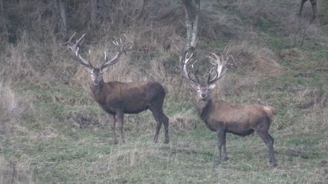 New Zealand Alpine Stag Hunting: Part 1 episode thumbnail