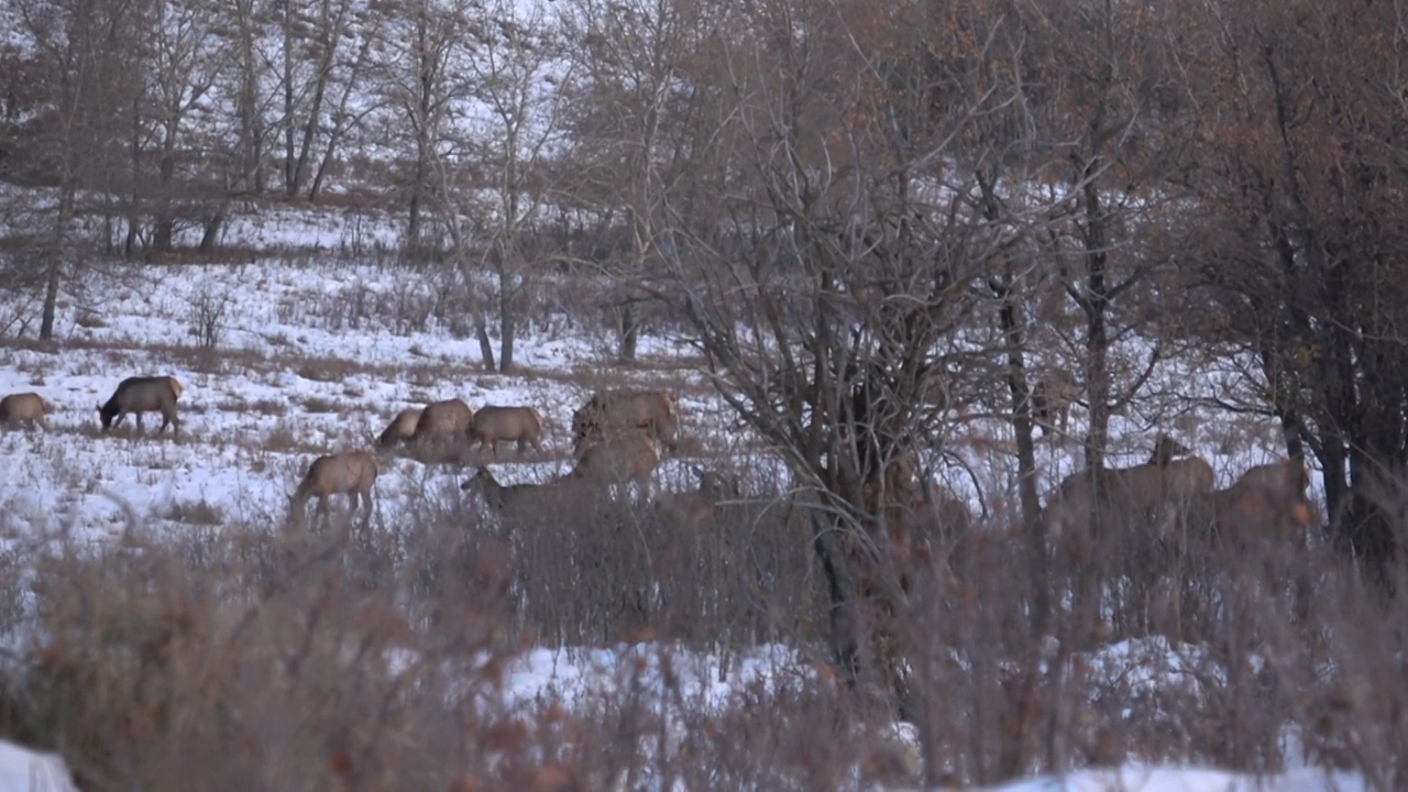 October Cow  Elk Meat Hunt - Part 2 episode thumbnail