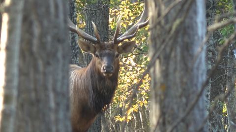 Muzzle Hunting Big Bulls episode thumbnail