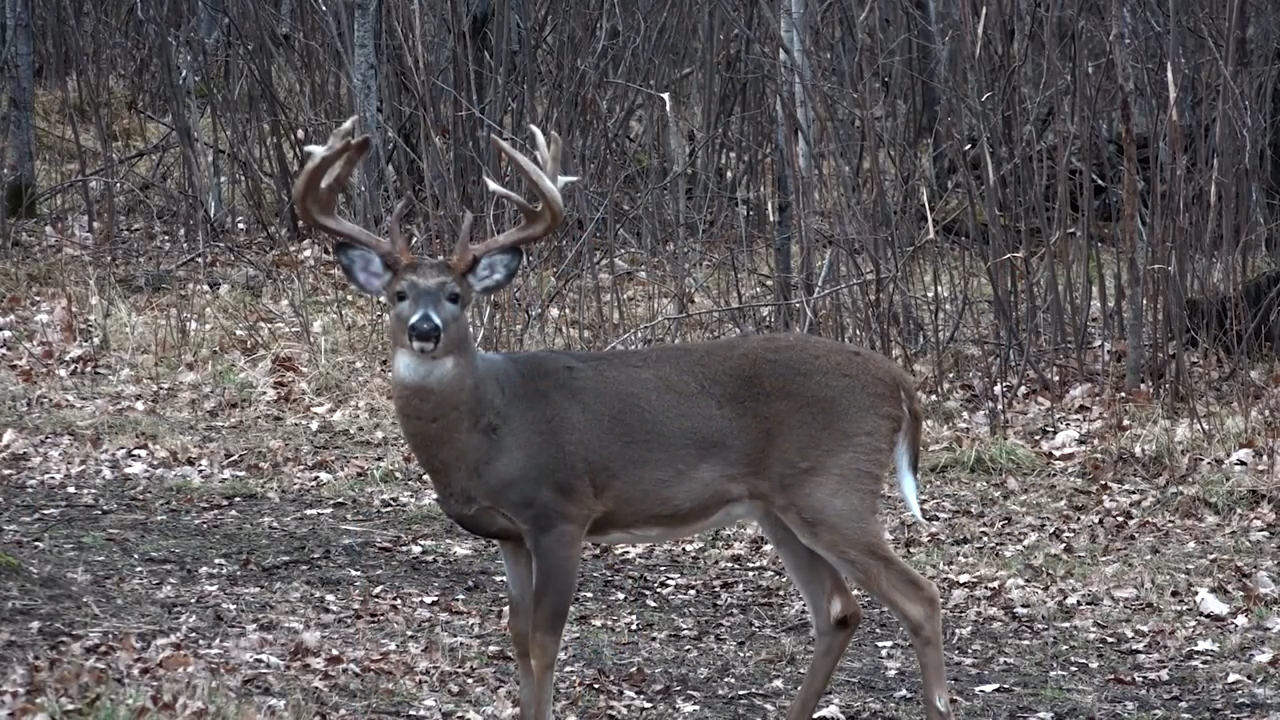 Five Hunt Extravaganza! episode thumbnail