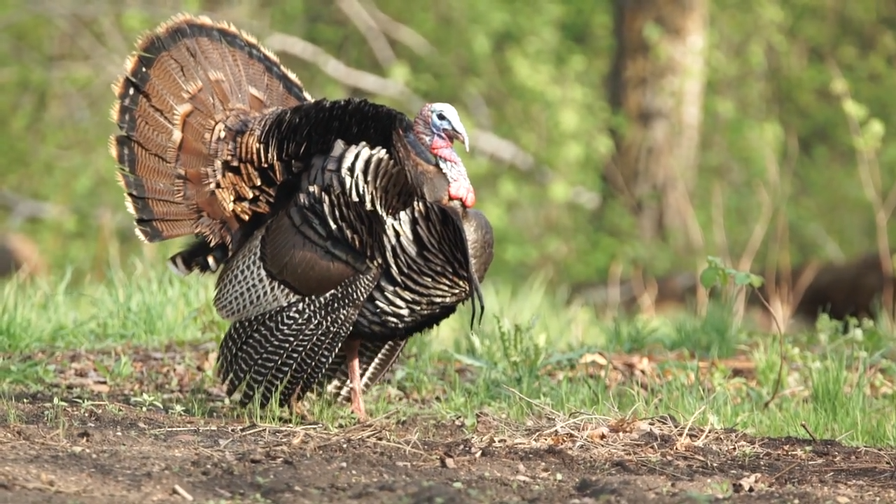 Turkey Times Two episode thumbnail